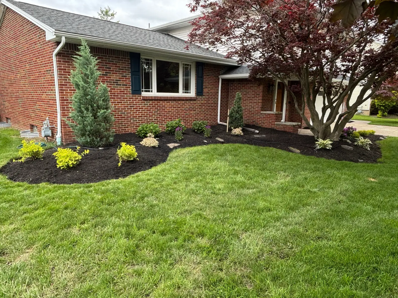 Curved garden bed with new shrubs, dark mulch, and crisp edging